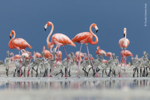 Voting opens for Wildlife Photographer of the Year's People&rsquo;s Choice Award