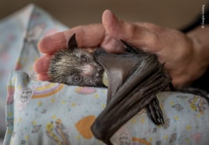 Wildlife Photographer of the Year opens for entries