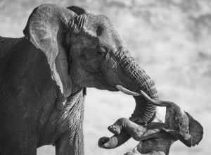 Powerful image of elephant carrying dead calf wins Wildlife Photographer of the Year