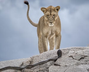 Wildlife Photographer of the Year shares stunning shortlisted shots