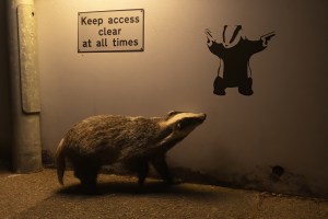 No Access: Badger&rsquo;s graffiti glance wins Wildlife Photographer of the Year People&rsquo;s Choice Award