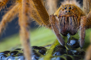 Wildlife Photographer of the Year - a sneak peek