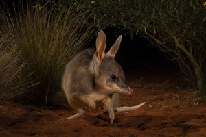 Wildlife Photographer of the Year exhibition opening soon