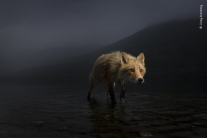 Wildlife Photographer of the Year 2021: a sneak peek at the highly commended images