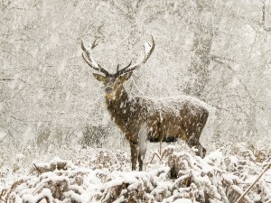 Highly commended images from Wildlife Photographer of the Year 2022 