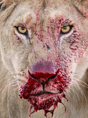 Sneak peek of Highly Commended entries from 57th Wildlife Photographer of the Year 
