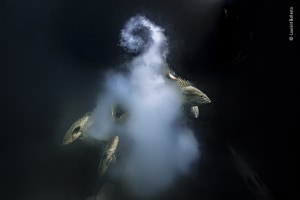 Wildlife Photographer of the Year exhibition opens in Sydney