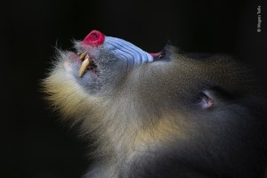25 images announced in Wildlife Photographer of the Year People&rsquo;s Choice Award 