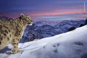 Snow Leopard shot bags Wildlife Photographer of the Year People's Choice Award