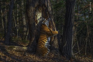 Rare glimpse of Siberian tigress wins Wildlife Photographer of the Year 2020 