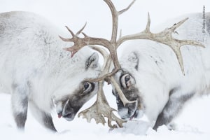 59th Wildlife Photographer of the Year competition is now open for entries