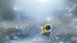 Close-up Photographer of the Year 2020: winners announced 