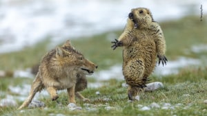 Greatest wildlife images of 2019 revealed 