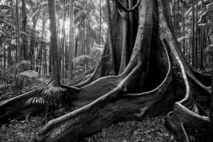 Entries closing soon for International Rainforest Rescue Canopy Photography Awards
