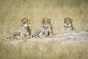 How to shoot stunning wildlife shots (part one)
