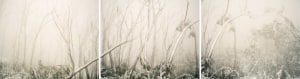 "...understated but deeply affecting image&rdquo; wins $30,000 Bowness Photography Prize