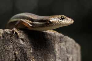 Macro Wildlife Photography: Giving small subjects a big focus