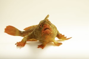 Critically endangered Tasmanian fish becomes 18,000th species photographed for Nat Geo Photo Ark