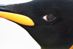 5 quick tips for better wildlife shots