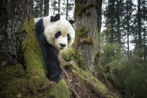 World Press Photo exhibition to open in Sydney this week
