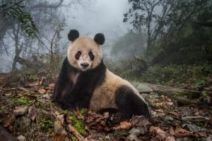 10 standout images from World Press Photo 2017