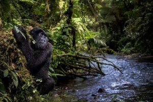 'Gorilla by the water' image wins international environmental photo award 