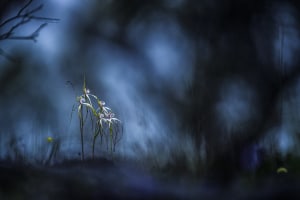 BigPicture Natural World Photo comp announces 2024 winners