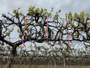 Wine industry collab develops open source platform