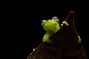 2020 Australasia's Top Emerging Photographers: Animal, Winner
