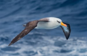 A pro shooters method for capturing great bird images