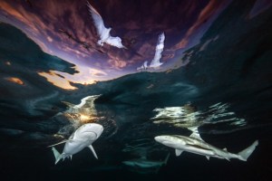 Winners revealed for the Underwater Photographer of the Year awards