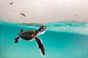 Aussies celebrated at Underwater Photographer of the Year awards
