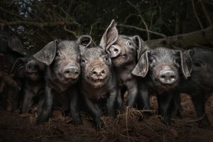 Tasty morsels: World Food Photography Awards announces winners