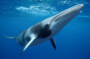 Photo Tip of the Week: Underwater Photography