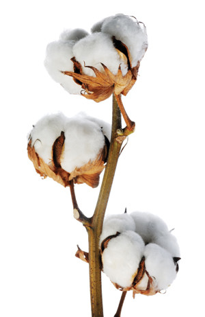 Nuts and Bolts | Cotton vs Wool