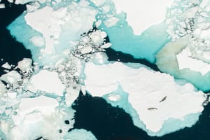 The thin green line - conservation photography and its impact