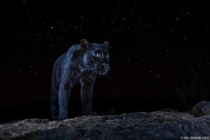 Prints of rarely seen black panther up for sale