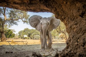 There's a new 'Big 5' of wildlife photography