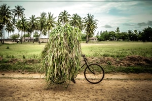 Australian photographers shine in World Food Photography Awards