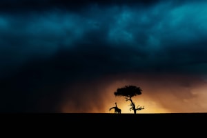 Stories behind the shots: Prints for Wildlife fundraiser is back with $100USD images