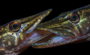 Breathtaking images from the 10th annual Ocean Art Underwater Photo Competition
