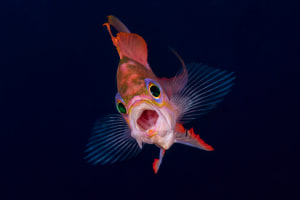 Winners of the 2021 Ocean Art Photography Competition