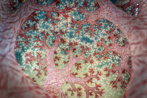 Australian photographer bags global Close up Photographer of the Year grand prize