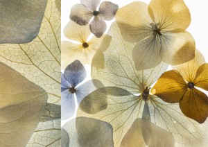 Hydrangeas in a New Light: Hydrangea Transitions exhibition opens at Oakleigh Library