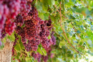 Result Group traceability trial sets new standard