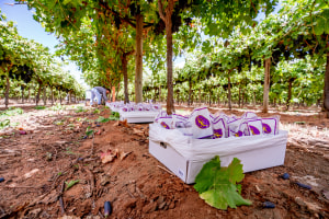 Result Group brings tech to grape traceability pilot