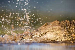 Photo tip of the week: take better wildlife images