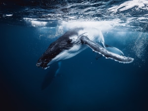 The deep dive: A beginner&rsquo;s guide to underwater whale photography