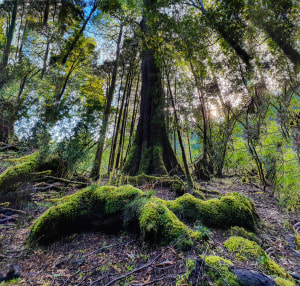 Photo tip of the week: How to take better images in rainforests