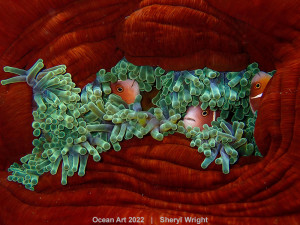 Global underwater photo comp winners revealed